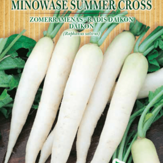 Radis daikon Minowase Summer Cross