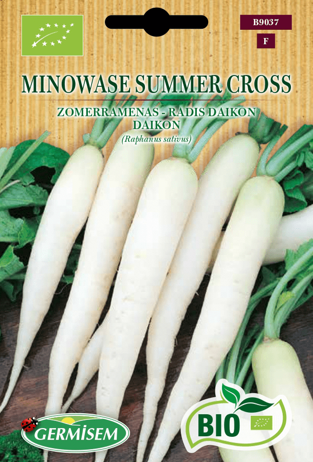 Radis daikon Minowase Summer Cross