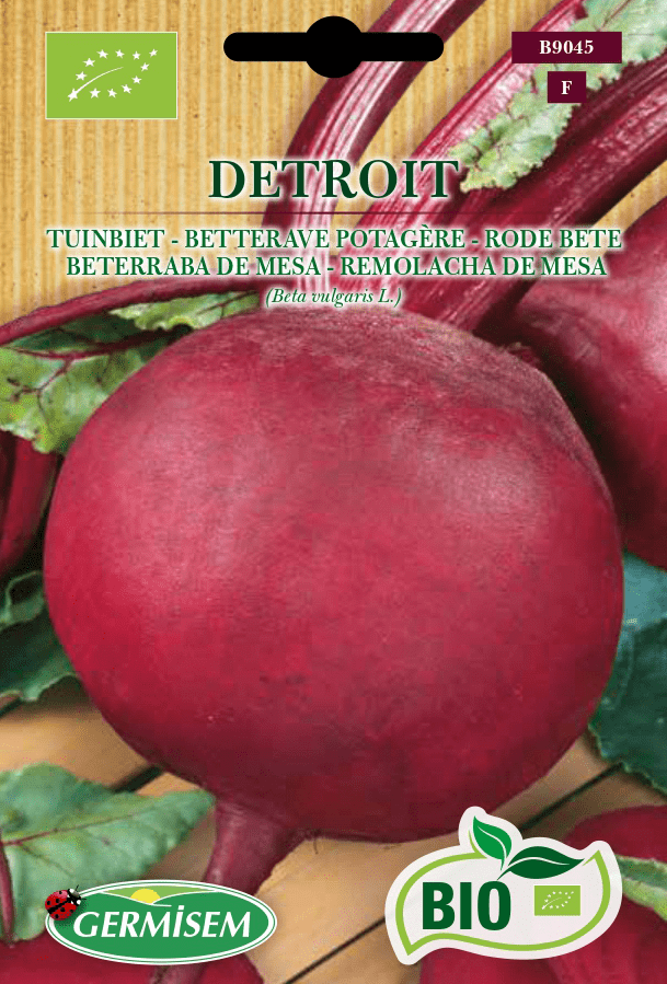 Betterave potagère Detroit
