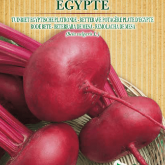 Betterave potagère plate d'Egypte