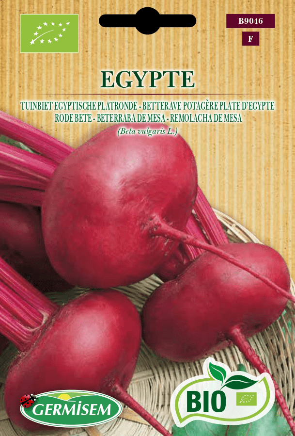Betterave potagère plate d'Egypte