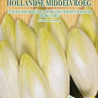 Chicorée endive demi-hâtive de Hollande