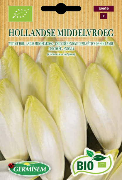 Chicorée endive demi-hâtive de Hollande