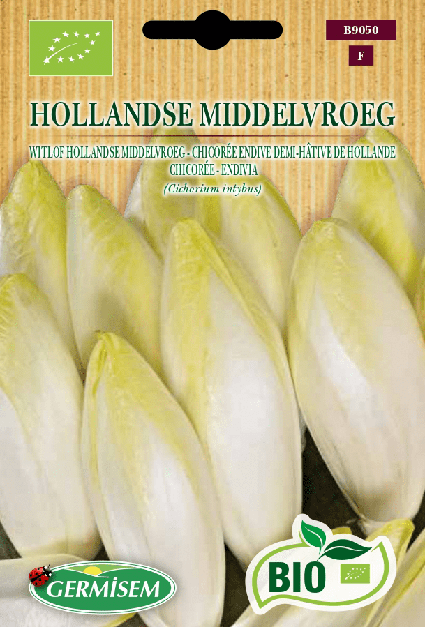 Chicorée endive demi-hâtive de Hollande