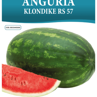 Melon d'eau (pastèque) Klondike RS 57