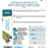 Asperge précoce d'Argenteuil