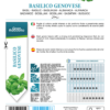 Basilic Genovese