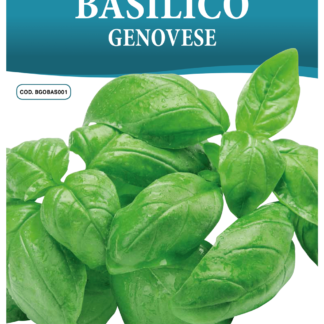 Basilic Genovese