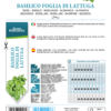 Basilic à feuilles de laitue