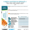 Carotte nantaise di Chioggia 2