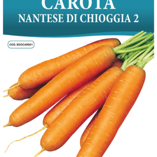 Carotte nantaise di Chioggia 2