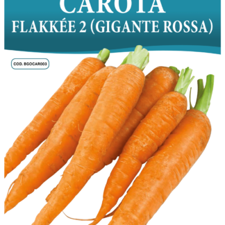 Carotte Flakkée 2