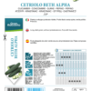 Concombre Beth Alpha