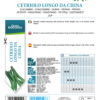 Concombre long de Chine