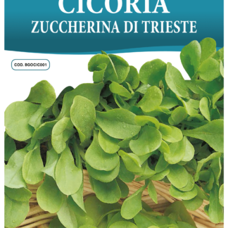 Chicorée à feuilles Zuccherina di Trieste