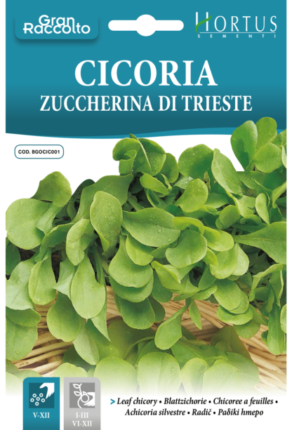 Chicorée à feuilles Zuccherina di Trieste