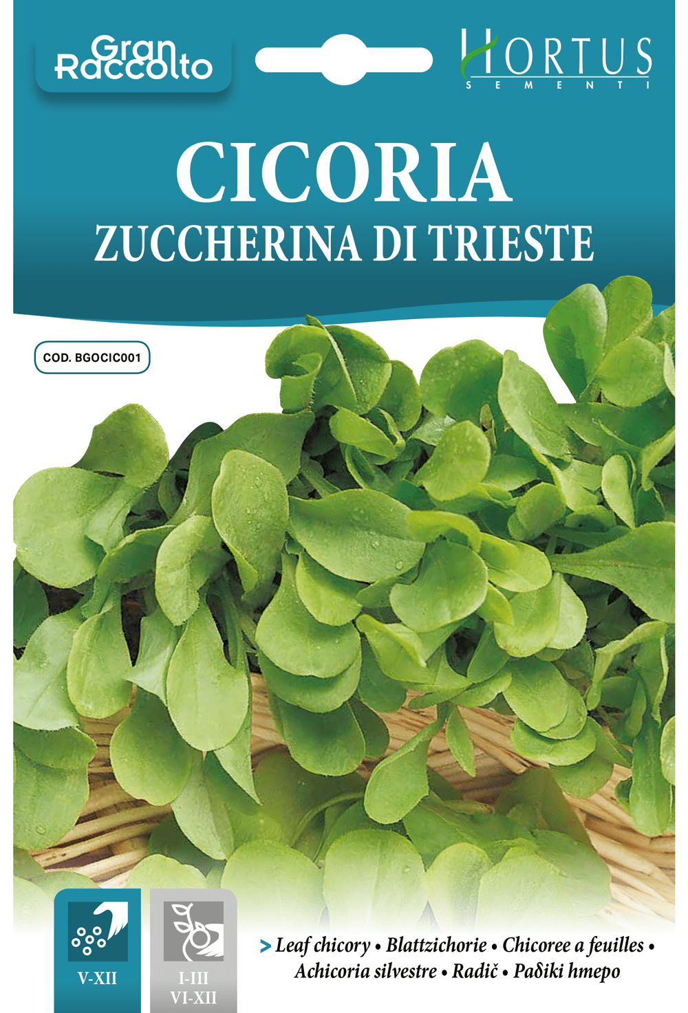 Chicorée à feuilles Zuccherina di Trieste