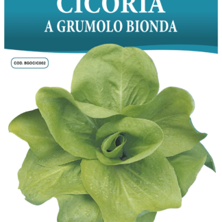 Chicorée à feuilles blondes Grumolo