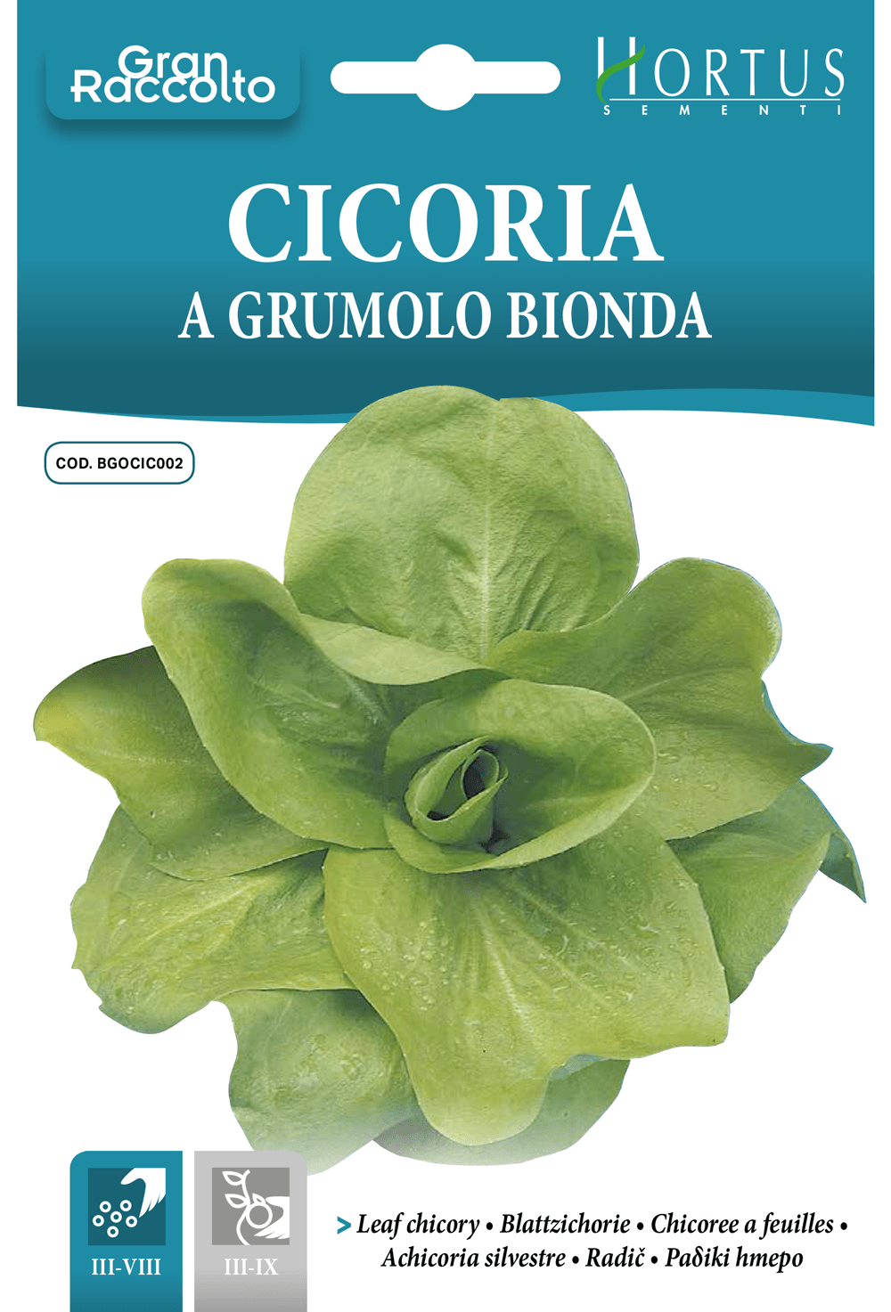 Chicorée à feuilles blondes Grumolo