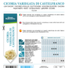 Chicorée Castelfranco