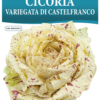 Chicorée Castelfranco