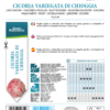 Chicorée Variegata di Chioggia