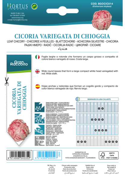 Chicorée Variegata di Chioggia