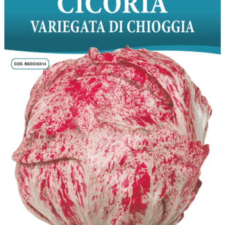 Chicorée Variegata di Chioggia