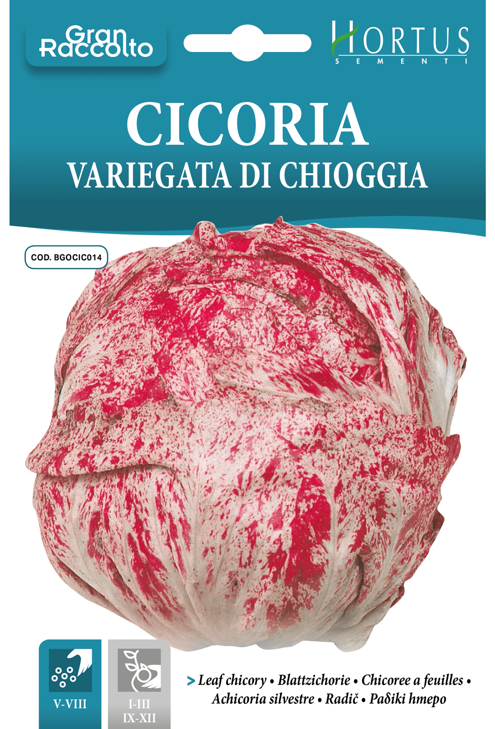 Chicorée Variegata di Chioggia