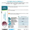 Chicorée Palla Rossa 3