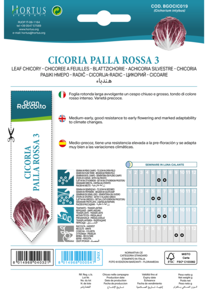 Chicorée Palla Rossa 3