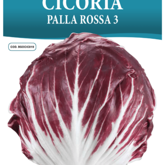 Chicorée Palla Rossa 3