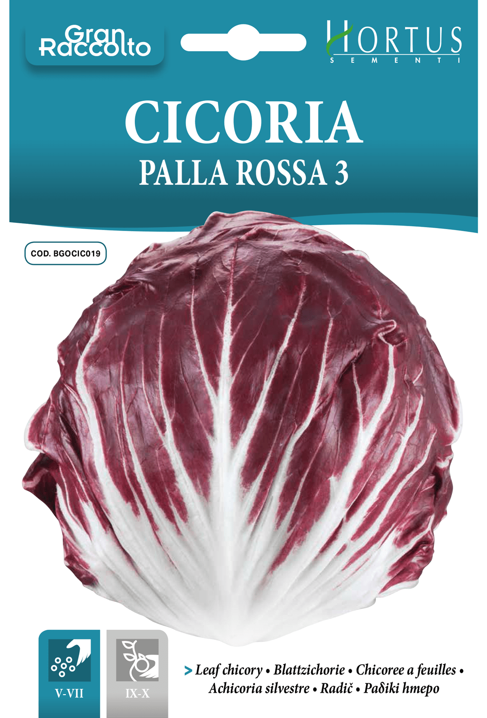 Chicorée Palla Rossa 3