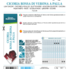 Chicorée rouge de Vérone