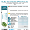 Chicorée Catalogne Puntarelle di Galatina