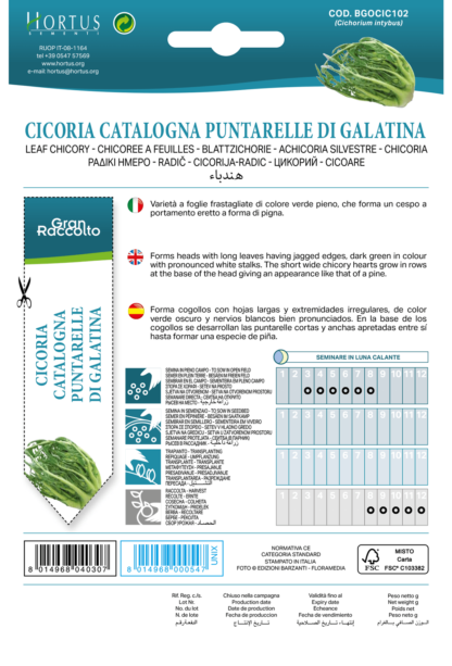 Chicorée Catalogne Puntarelle di Galatina