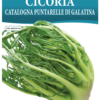 Chicorée Catalogne Puntarelle di Galatina