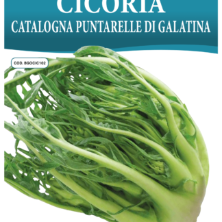 Chicorée Catalogne Puntarelle di Galatina