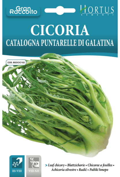 Chicorée Catalogne Puntarelle di Galatina