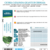 Chicorée Catalogne Géante de Chioggia