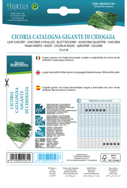 Chicorée Catalogne Géante de Chioggia