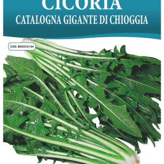 Chicorée Catalogne Géante de Chioggia
