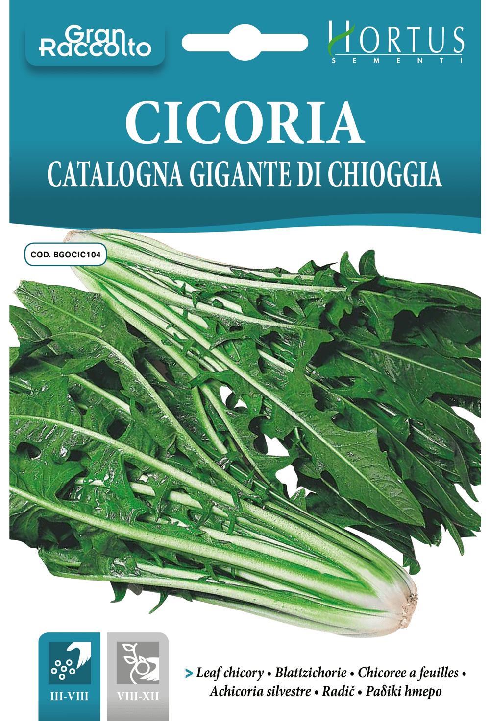 Chicorée Catalogne Géante de Chioggia