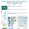 Oignon blanc di Giugno Musona