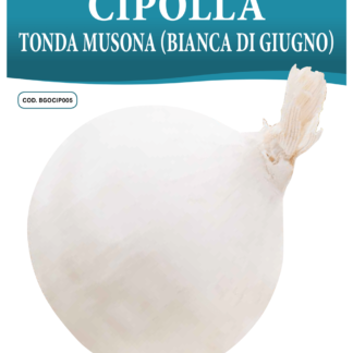 Oignon blanc di Giugno Musona