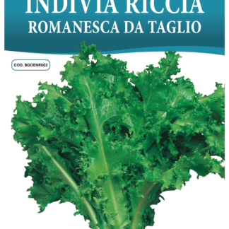 Chicorée frisée Romanesca da Taglio