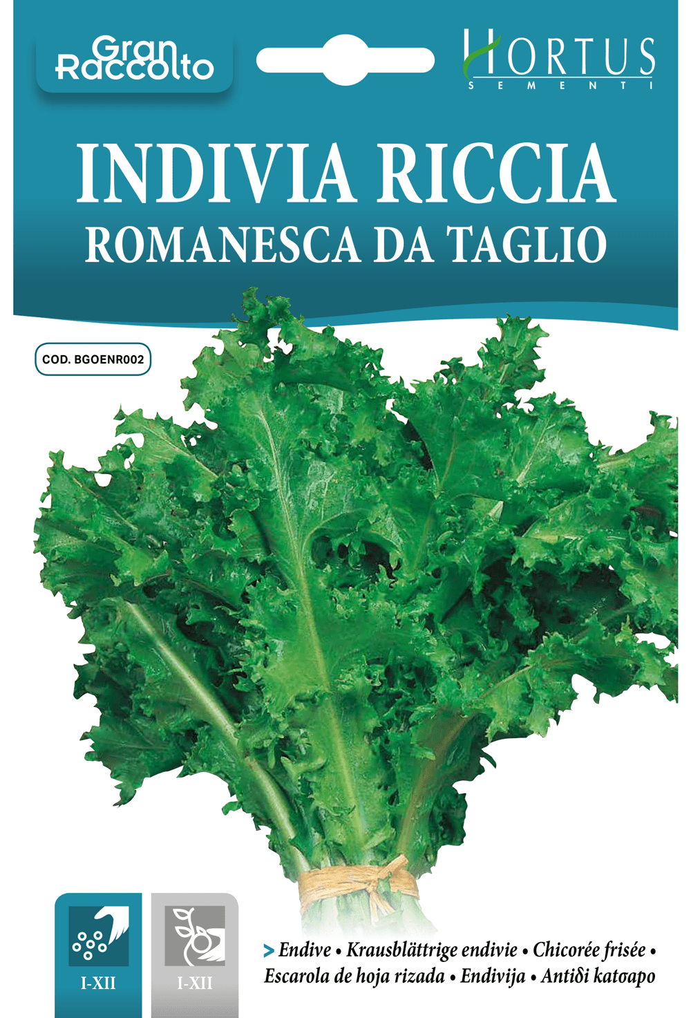 Chicorée frisée Romanesca da Taglio