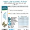 Haricot nain Anellino di Trento