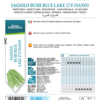 Haricot nain Bush Blue Lake