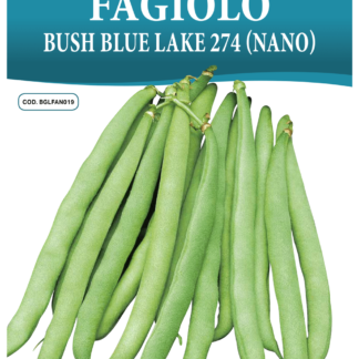 Haricot nain Bush Blue Lake